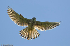 Turmfalke  - Zum Vergroessern klicken!